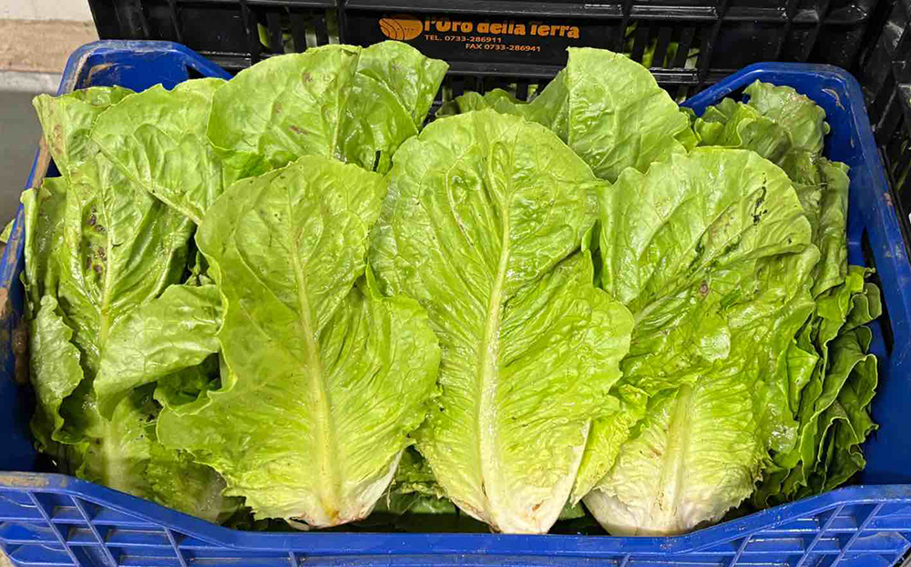 Lattuga Romana - Marche - 1/1,30 euro al chilogrammo